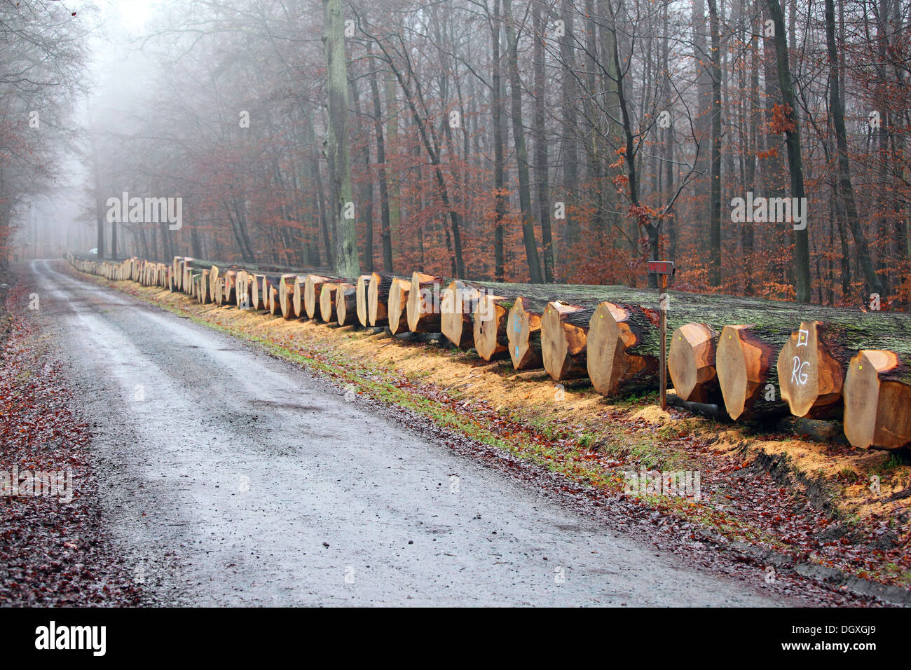 Valiosa madera para chapa acostado sobre una ruta del bosque listo para subasta, Krofdorfer bosque, Hesse. Foto de stock