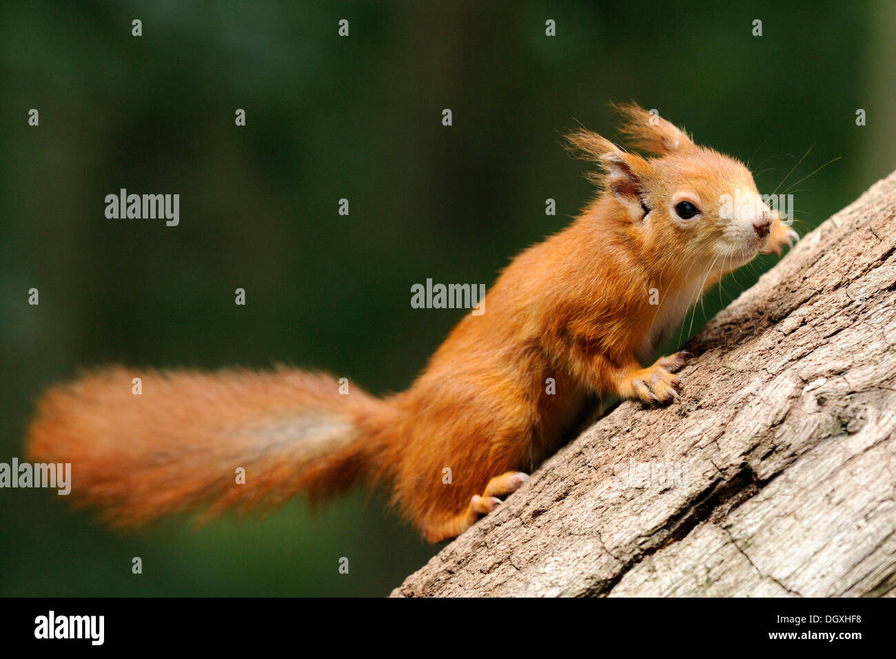 Ardilla (Sciurus vulgaris), alimentación, posado sobre un tronco, Guestrow, Mecklemburgo-Pomerania Occidental Foto de stock