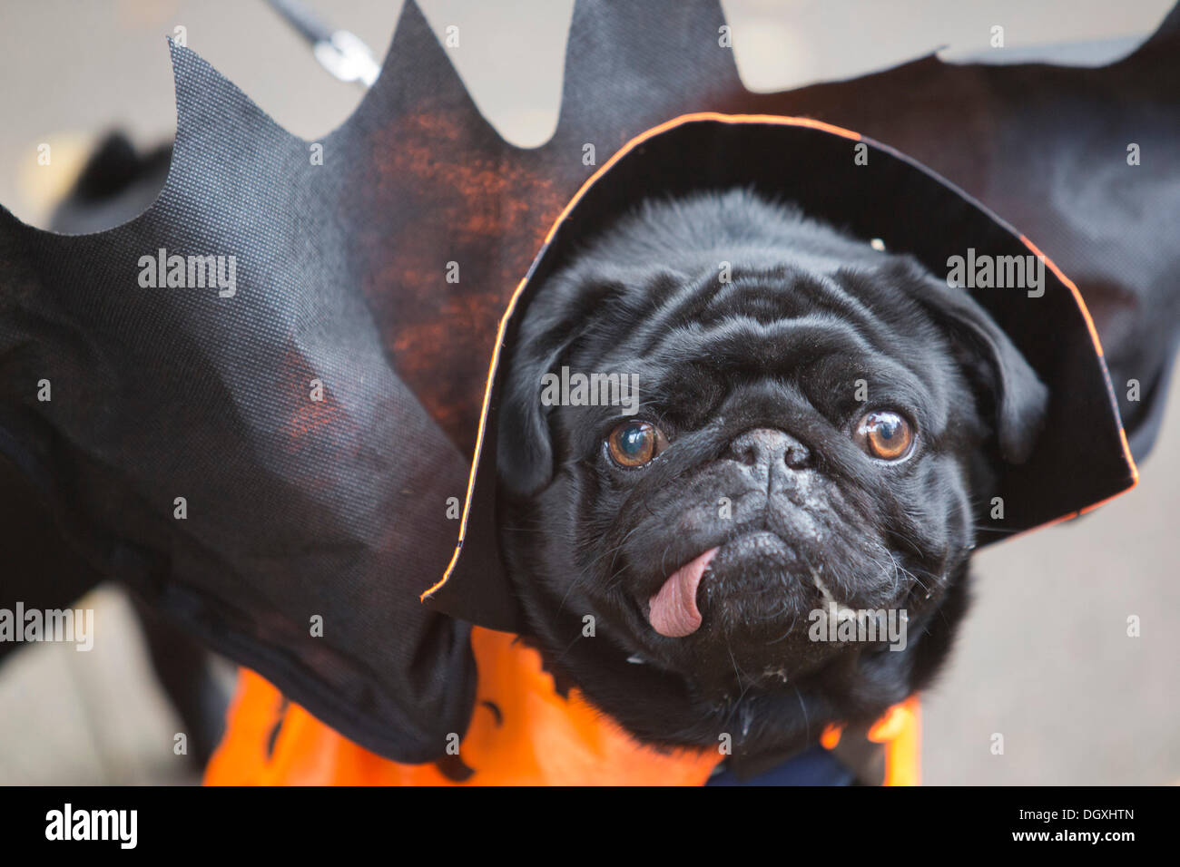 Pug de halloween fotografías e imágenes de alta resolución - Página 4 -  Alamy