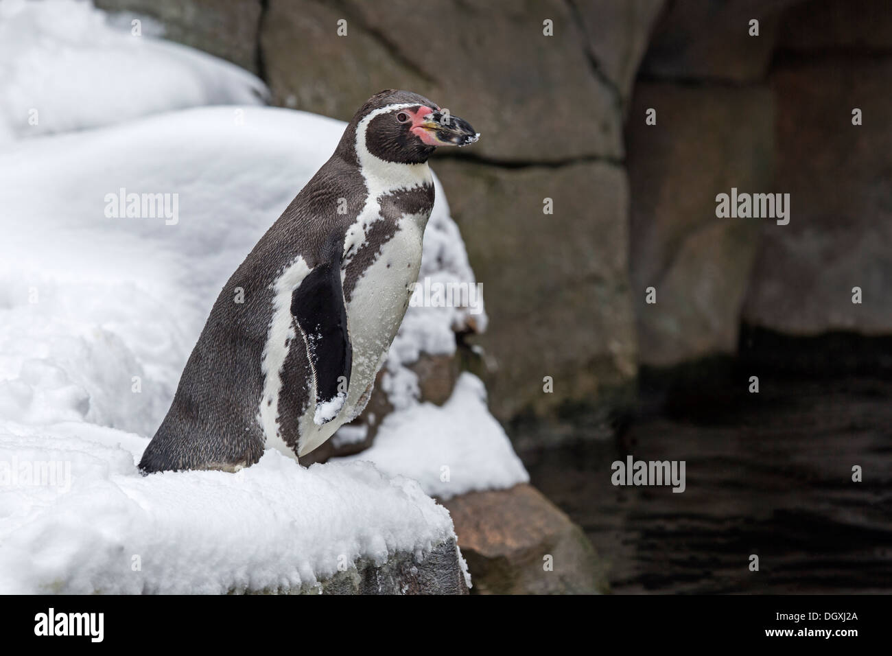Pingüinos de Humboldt (Spheniscus humboldti) Foto de stock