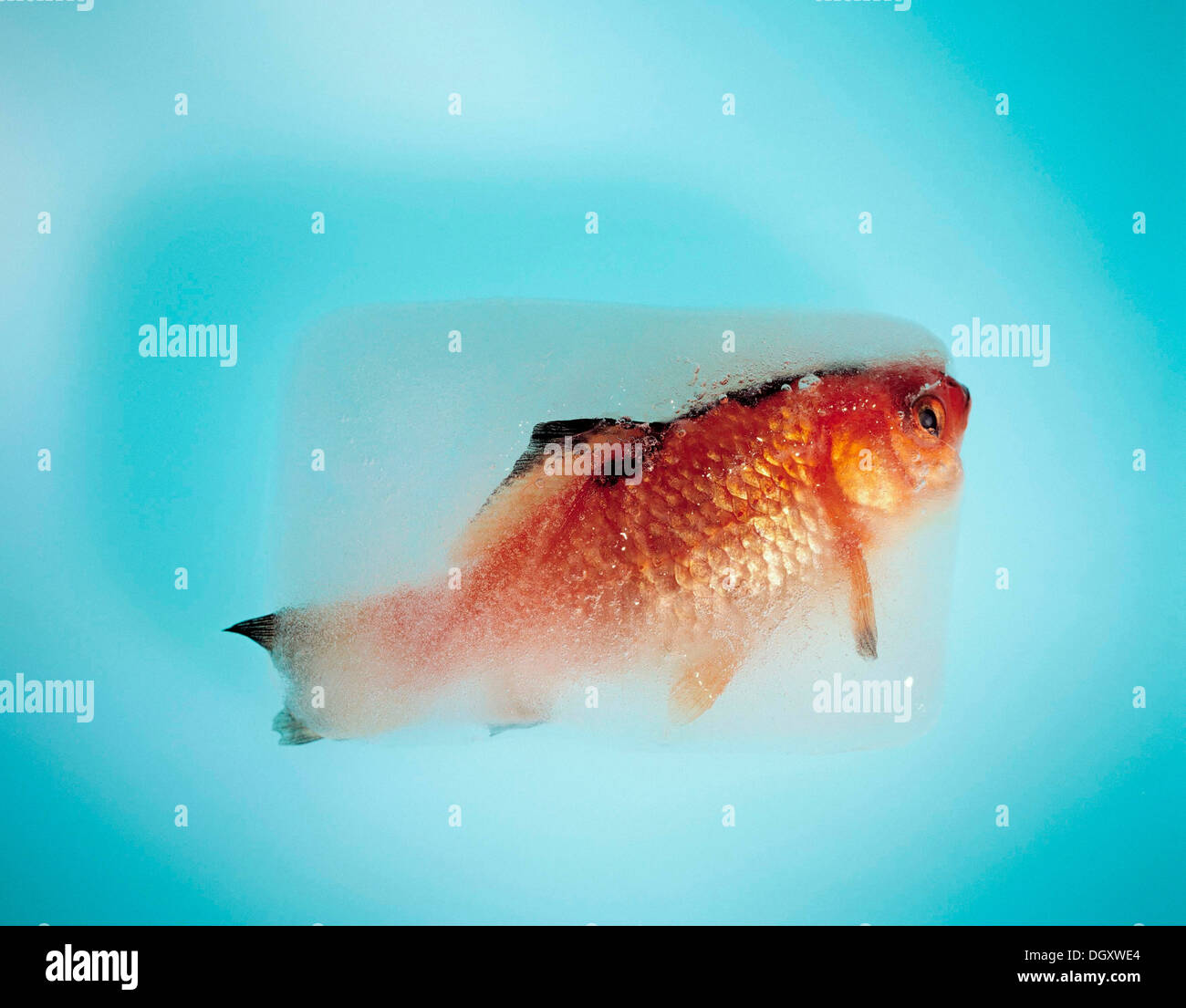 Goldfish congelada en un cubo de hielo Foto de stock