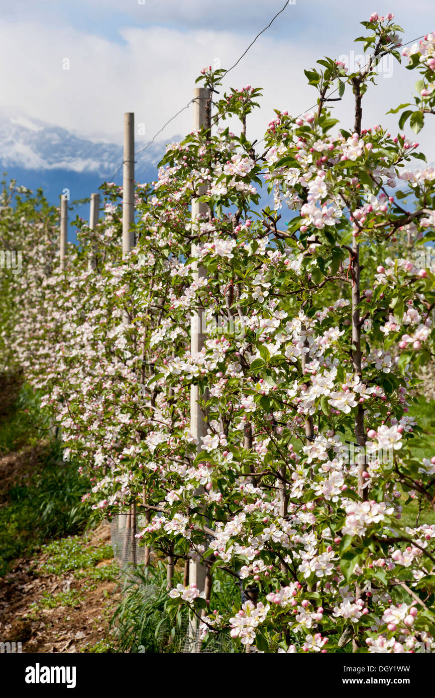 Apple florece en un huerto de manzanos, bei Meran, provincia de Tirol del Sur, Trentino-Alto Adigio, Italia Foto de stock