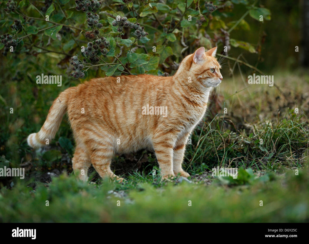 Gato atigrado rojo en una pradera permanente Foto de stock