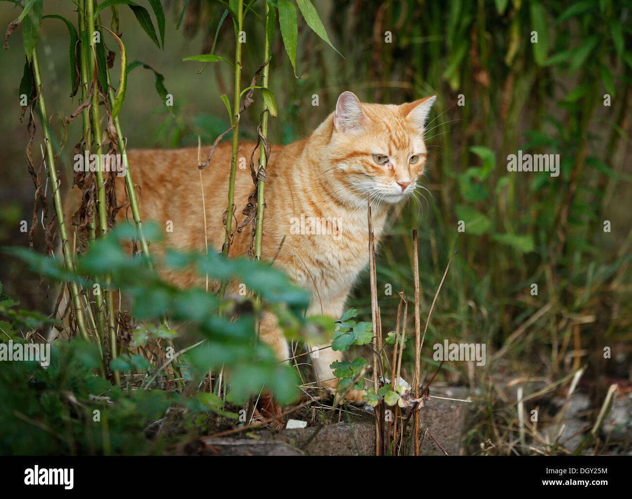 Gato atigrado rojo entre los arbustos permanente Foto de stock