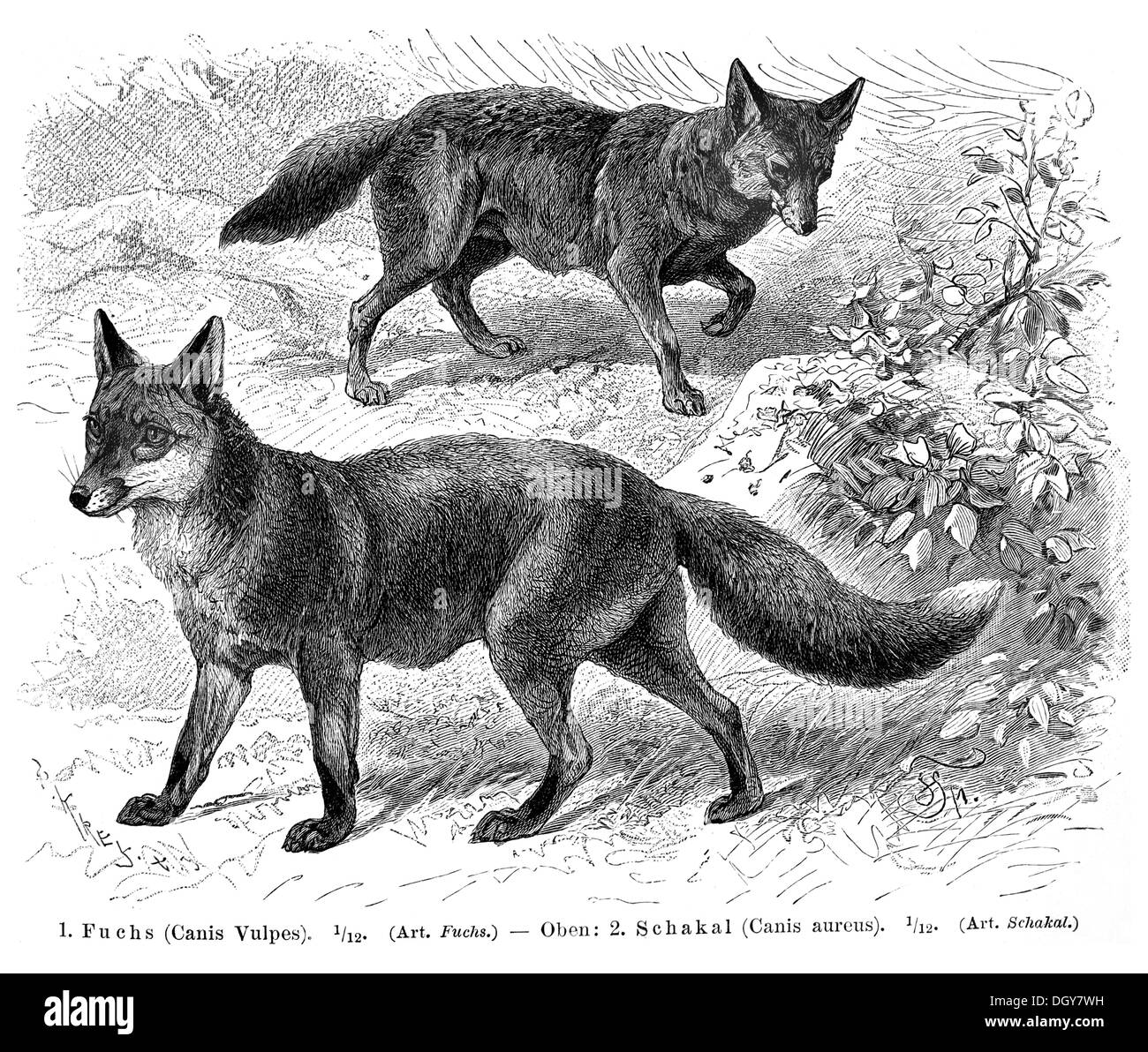 Fox (Canis vulpes) y el chacal (Canis aureus), ilustración de Meyers Konversations-Lexikon encyclopedia, 1897 Foto de stock