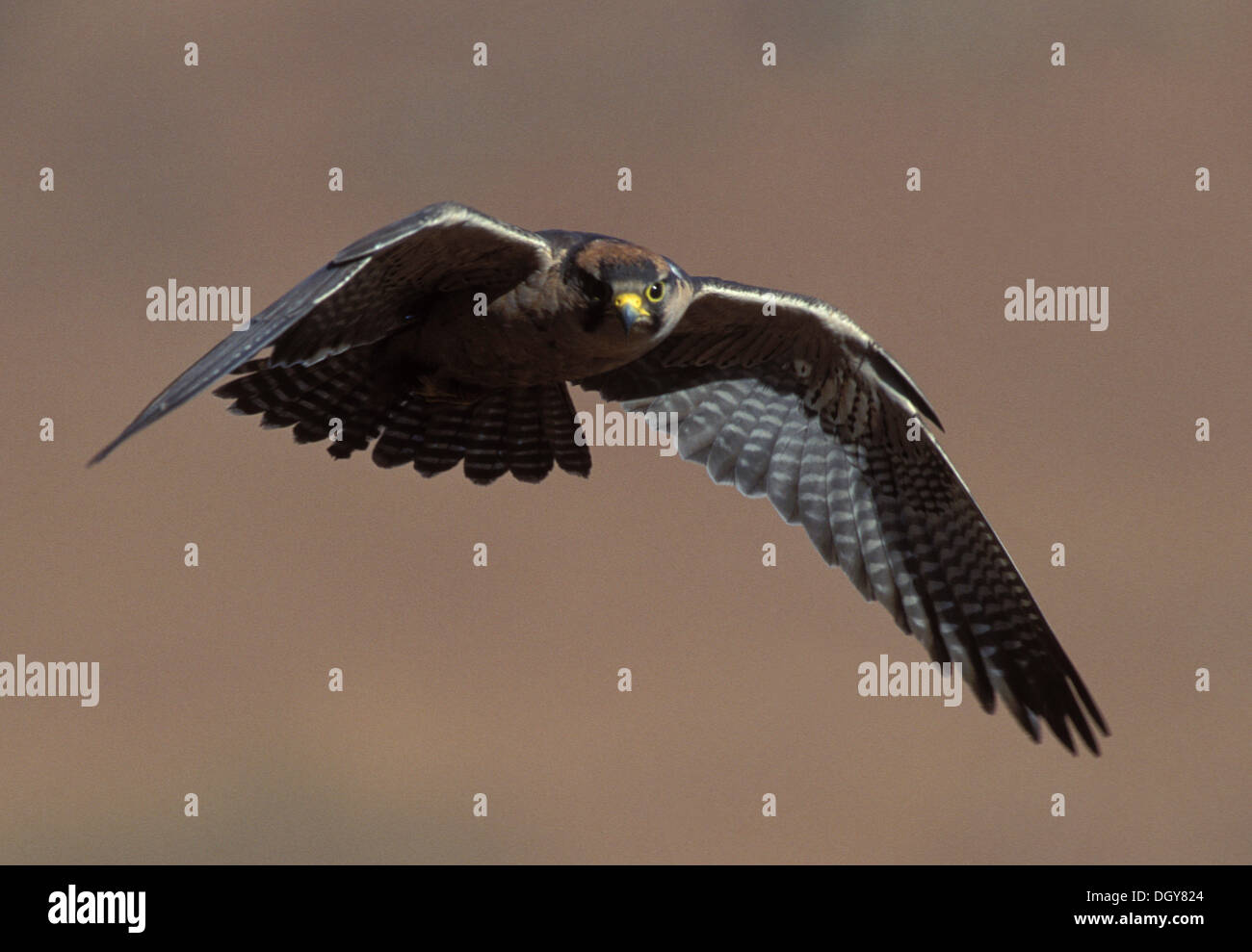 Lanner falcon (falco biarmicus), en vuelo, Giant's Castle reserva natural, el Drakensberg, Sudáfrica, África Foto de stock