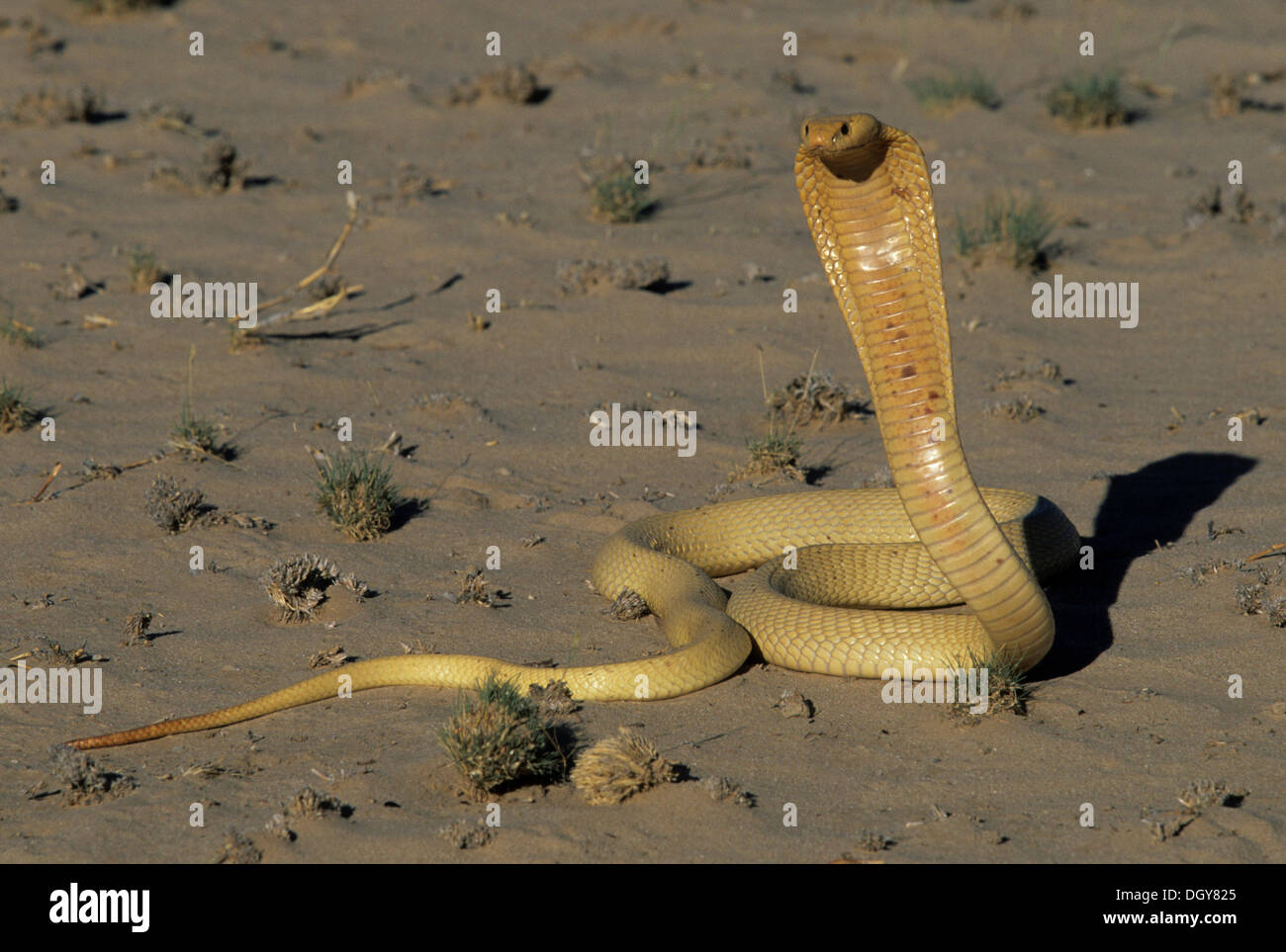 La cobra del cabo (naja nivea), amenaza display, el parque transfronterizo Kgalagadi, Sudáfrica, África Foto de stock