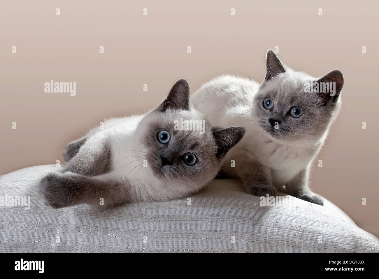 Two blue point british shorthair kittens fotografías e imágenes de alta  resolución - Alamy