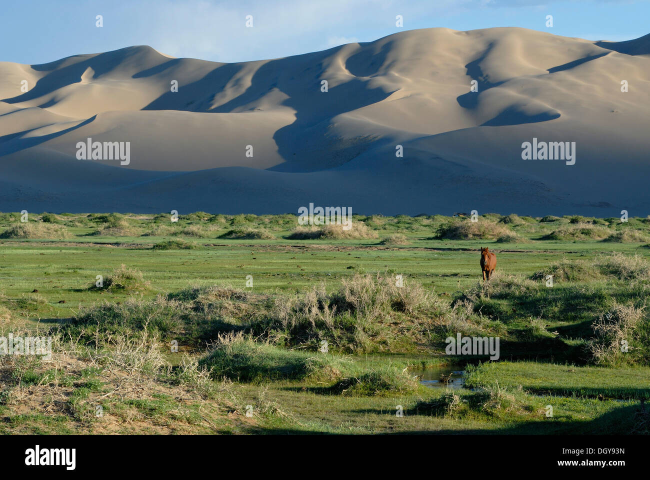 Caballos mongoles de pie en un exuberante paisaje de césped verde delante de la ELS Khorgoryn grandes dunas de arena en el desierto de Gobi Foto de stock