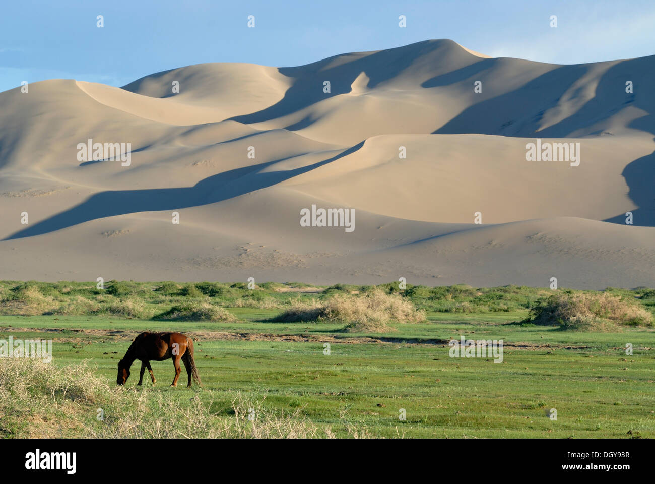 Caballos mongoles de pie en un exuberante paisaje de césped verde delante de la ELS Khorgoryn grandes dunas de arena en el desierto de Gobi Foto de stock