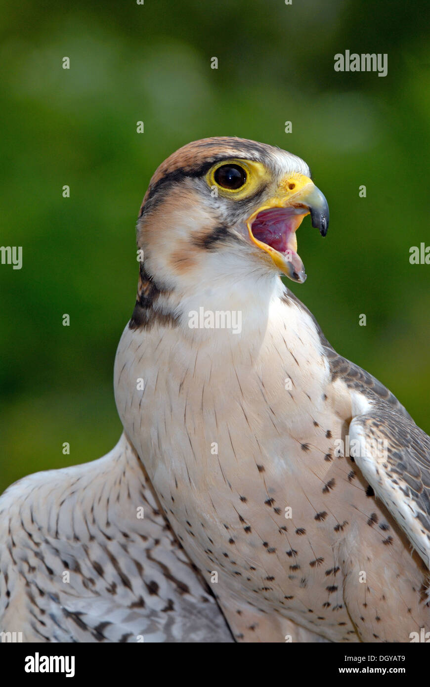 Lanner falcon retrato Foto de stock