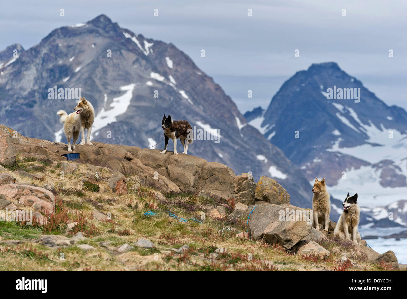 Huskies encadenados, Kulusuk, Groenlandia Oriental y Groenlandia Foto de stock