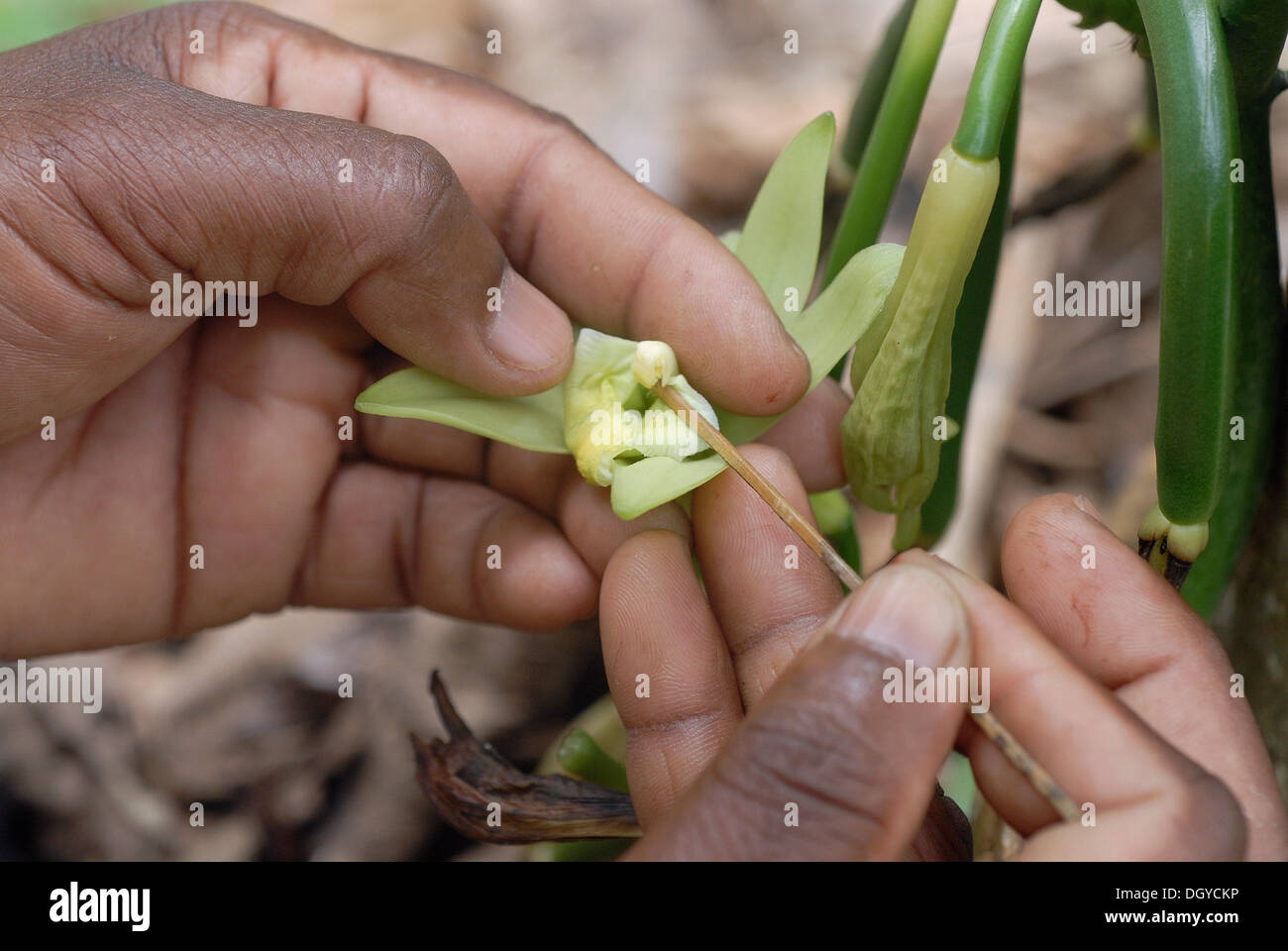 La polinización manual de una flor para el cultivo de la vainilla, vainilla plantation en Thekkady, Kerala, India del Sur, India Foto de stock