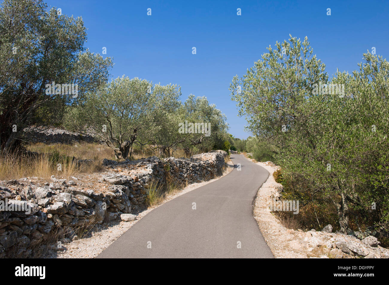 Camino a través de los olivares, Kukljica, isla Ugljan, Mar Adriático, Zadar, Dalmacia, Croacia, Europa Foto de stock