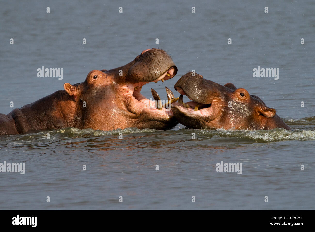 Hipopótamo (Hippopotamus amphibius), dos combates, Parque Nacional de Murchison Falls, en el norte de Uganda, África Foto de stock