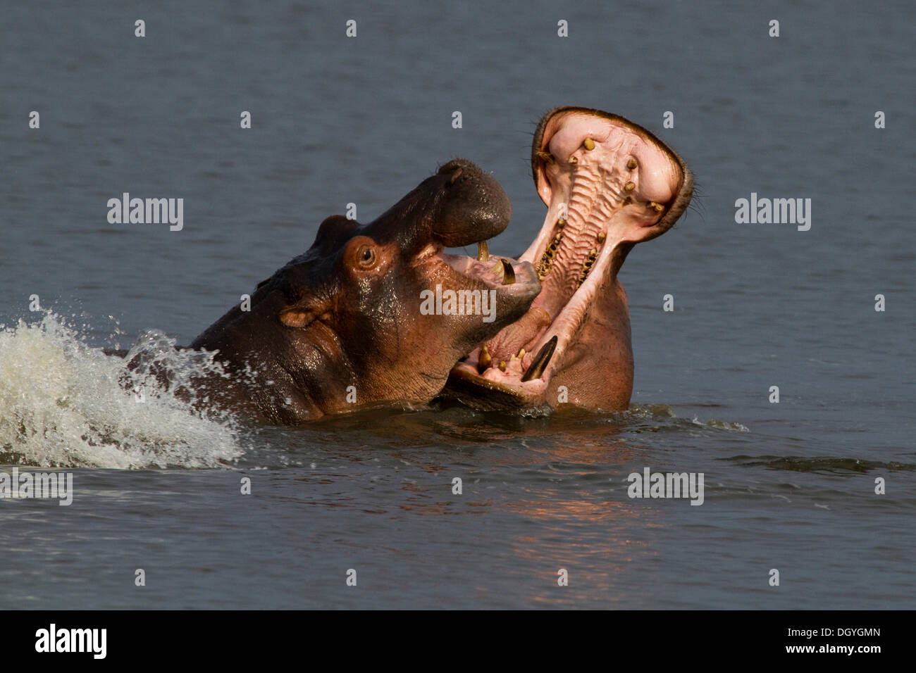 Hipopótamo (Hippopotamus amphibius), dos combates, Parque Nacional de Murchison Falls, en el norte de Uganda, África Foto de stock