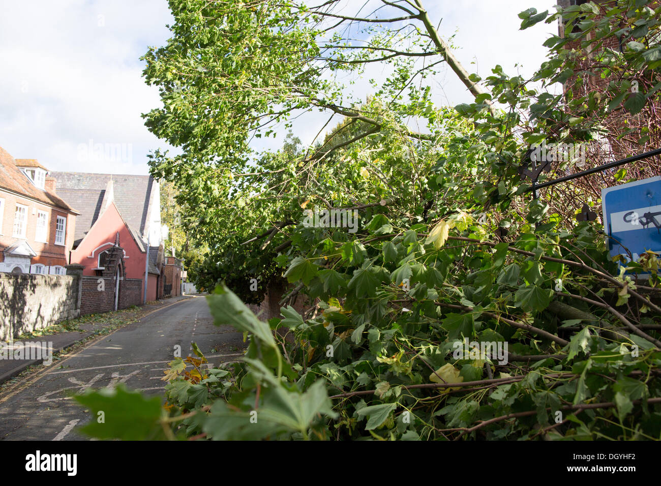 St Jude storm: un árbol caído yace en la carretera en el Santuario de San Judas, Faversham, Kent. Foto de stock