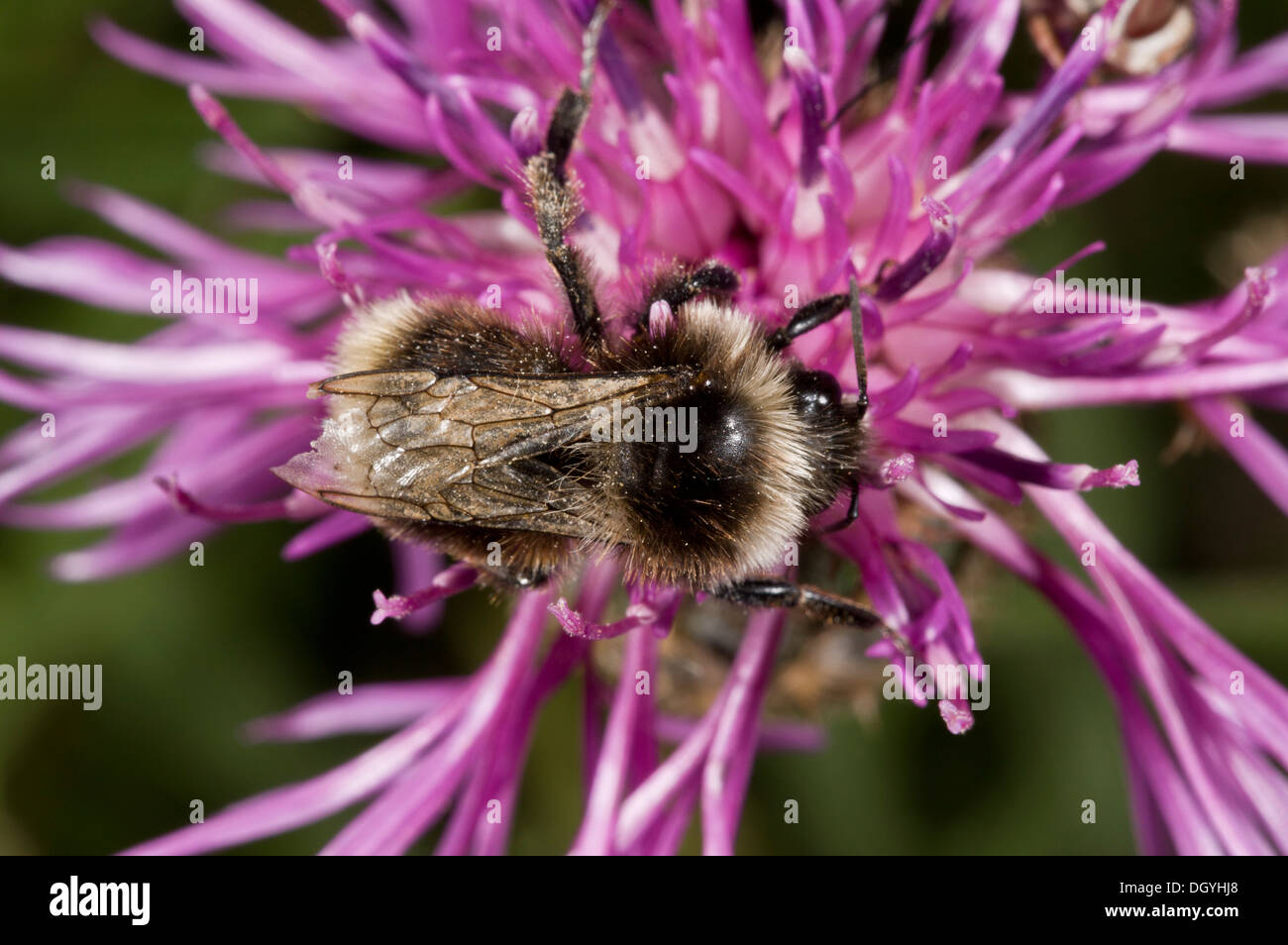 Estridente Carda de abeja, Bombus sylvarum, Mala Hierba en flor; la llanura de Salisbury. Foto de stock