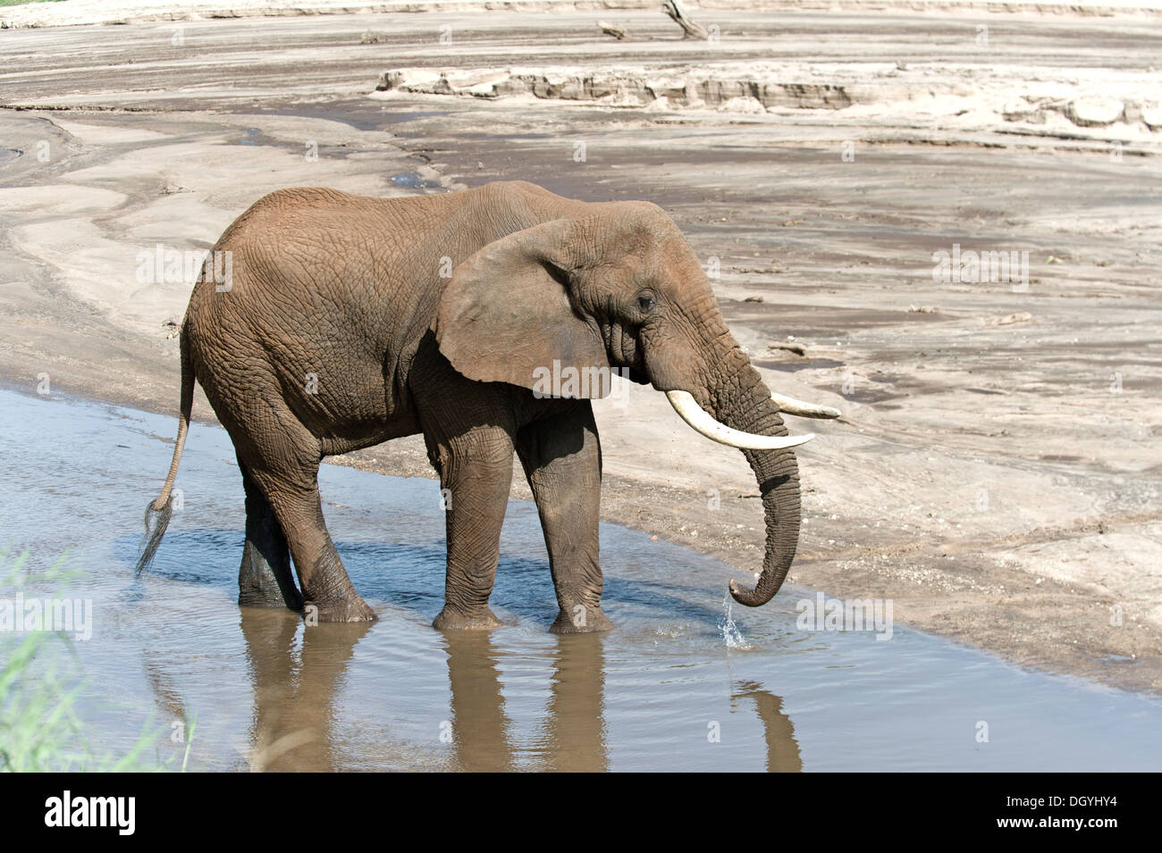 Elefante africano (Loxodonta africana), bebiendo de un río en el Parque Nacional Tarangire, Tanzania Foto de stock