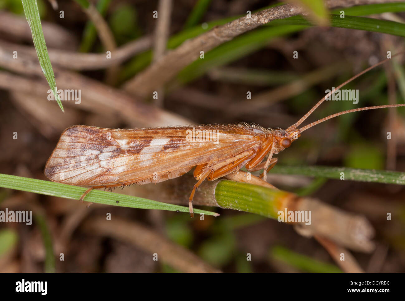 Una Caddisfly, Glyphotaelius pellucidus por estanque en el nuevo bosque. Foto de stock