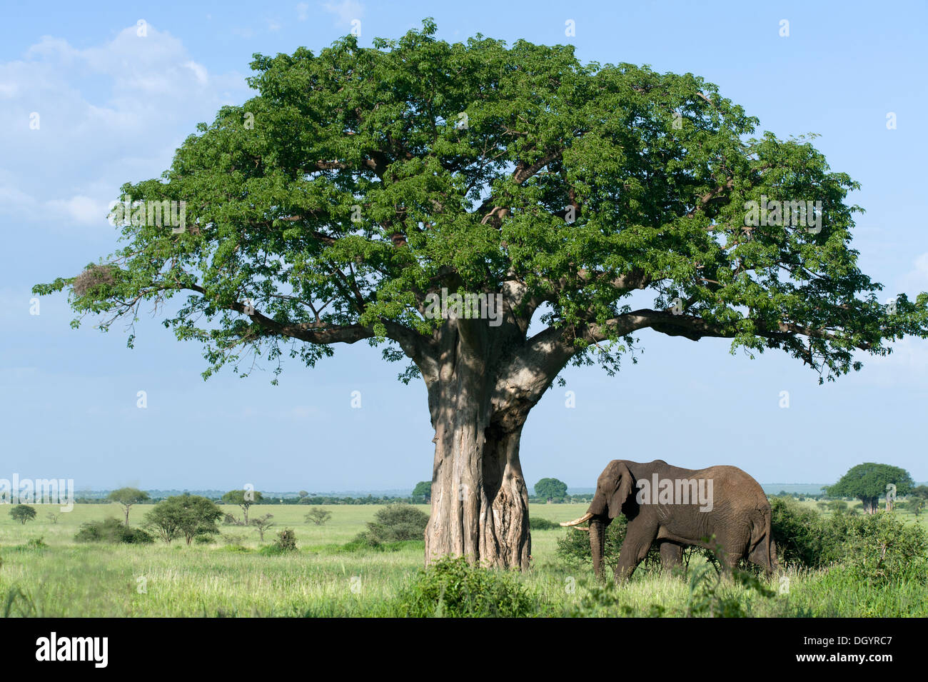 Baobab (Adansonia digitata) y el elefante africano (Loxodonta africana) en el Parque Nacional Tarangire, Tanzania Foto de stock