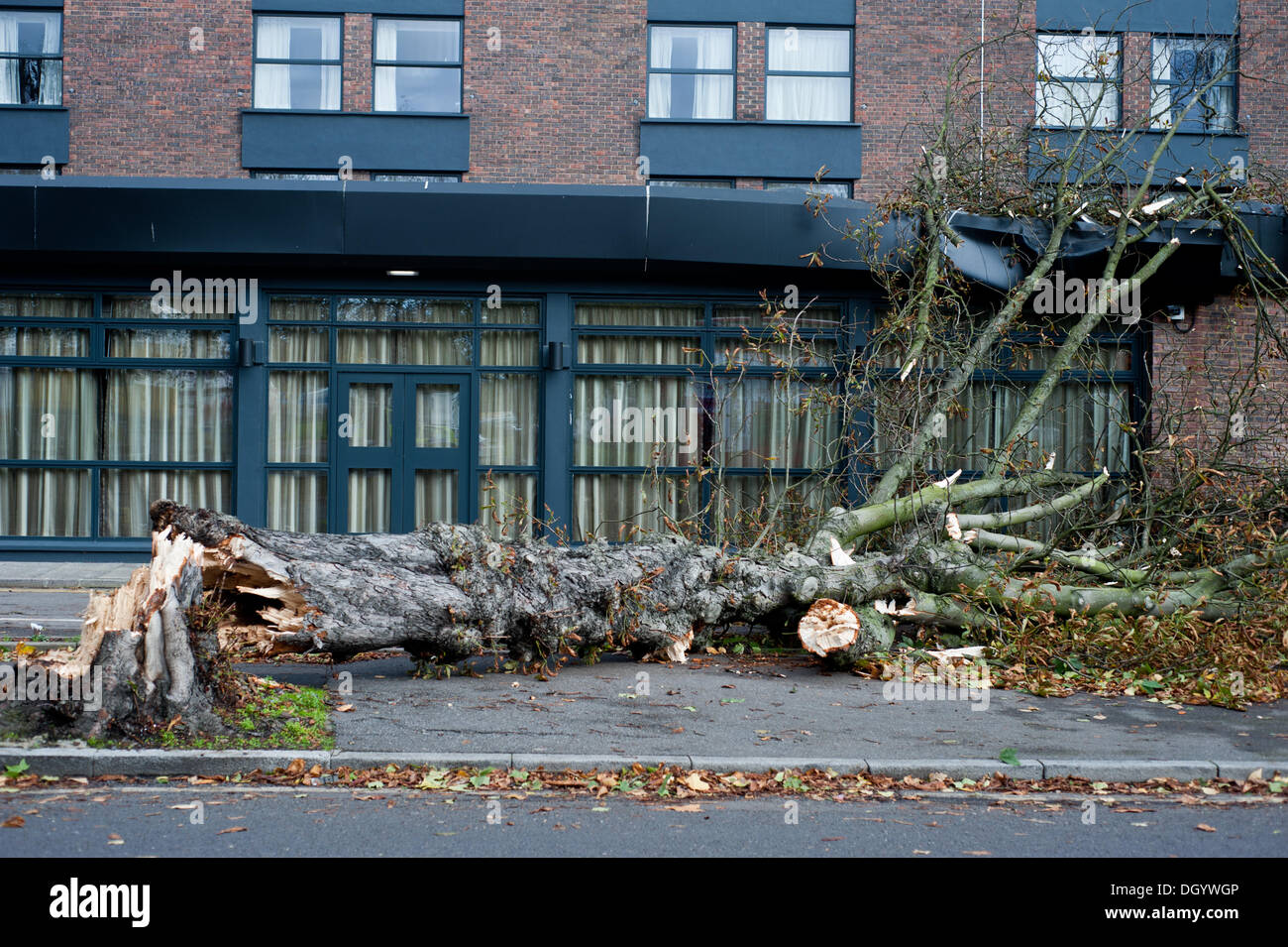 Londres, Reino Unido - 28 de octubre de 2013: un árbol caído golpeó el techo del hotel Double Tree by Hilton en Ealing, pues la ciudad afectados por la tormenta.La tormenta, denominada St Jude, trajo el clima más ventosos para golpear el Reino Unido desde 1987. Crédito: Piero Cruciatti/Alamy Live News Foto de stock