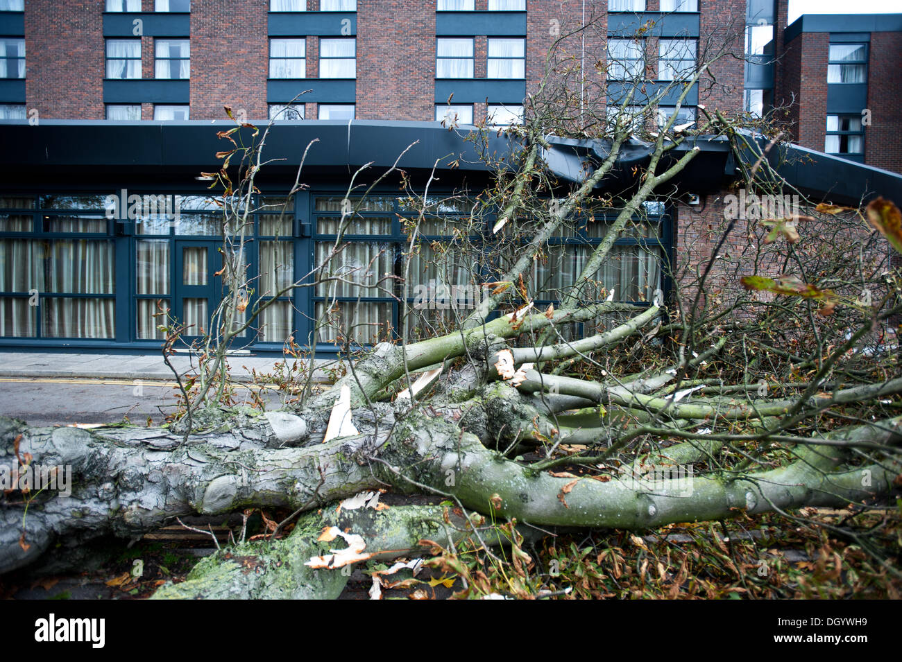 Londres, Reino Unido - 28 de octubre de 2013: un árbol caído golpea el techo del hotel Double Tree by Hilton en Ealing, pues la ciudad afectados por la tormenta.La tormenta, denominada St Jude, trajo el clima más ventosos para golpear el Reino Unido desde 1987. Crédito: Piero Cruciatti/Alamy Live News Foto de stock