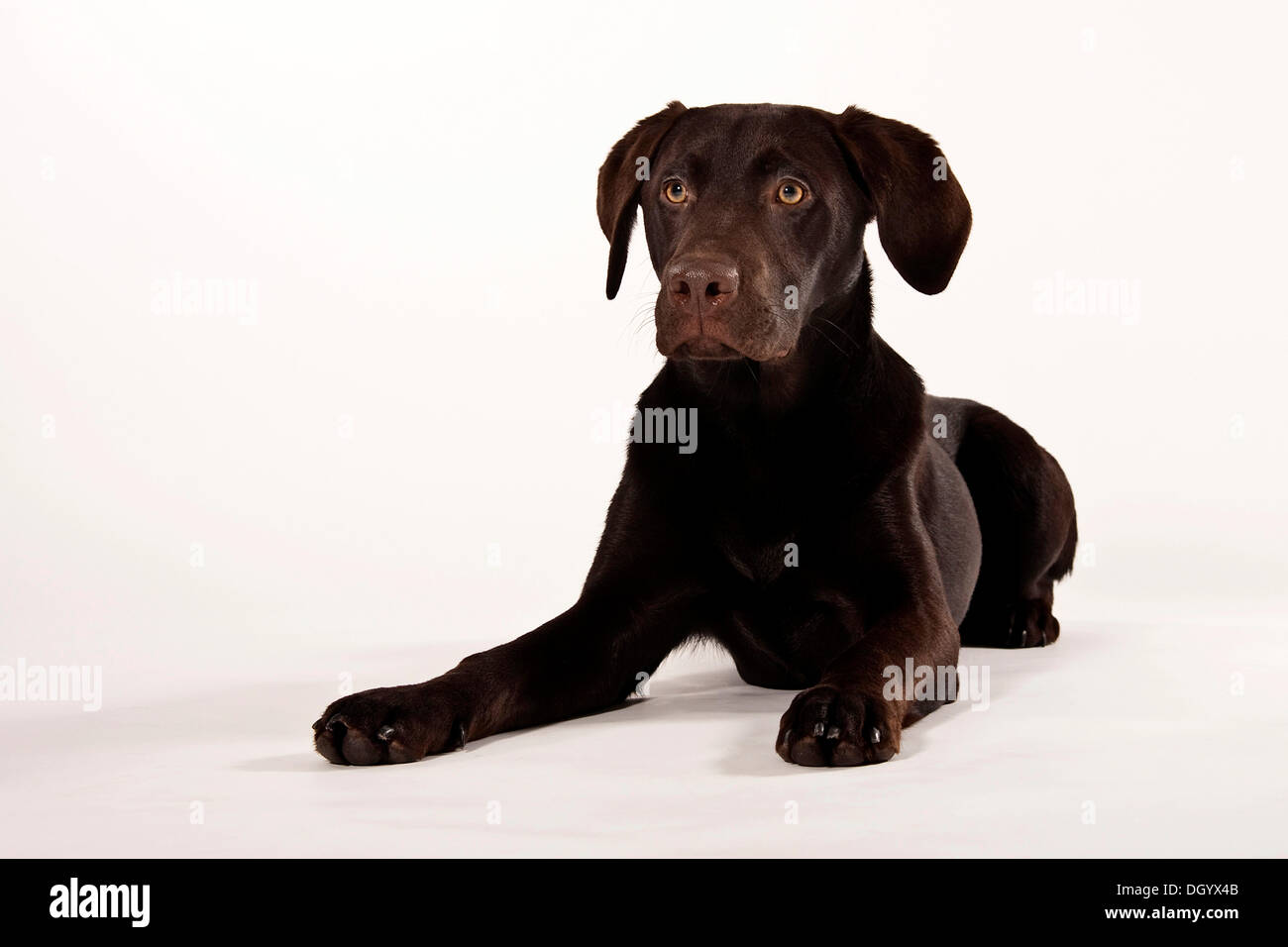 Joven perro Labrador marrón Foto de stock