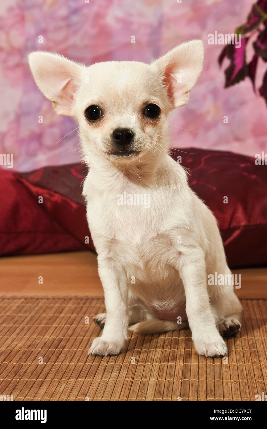 Perrito Chihuahua Foto de stock