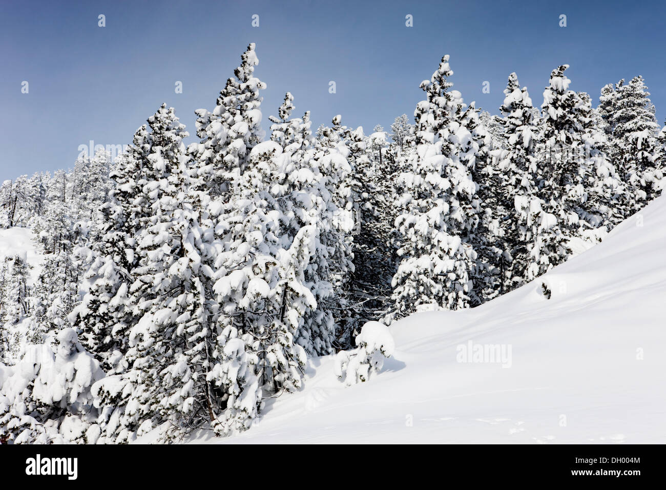 Paisaje invernal, Ofen Pass, Parque Nacional Suizo, Grisones, Suiza, Europa Foto de stock