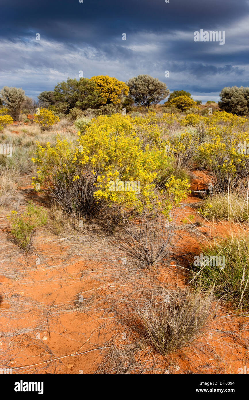 Vegetación en el outback, el Territorio del Norte, Australia Foto de stock