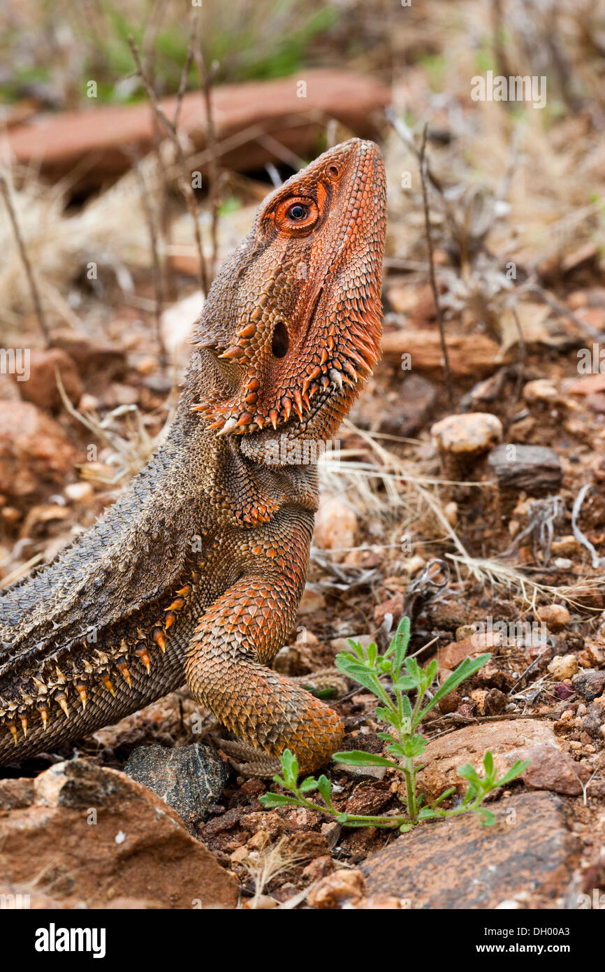 Este dragón barbudo (Pogona barbata), el Territorio del Norte, Australia Foto de stock