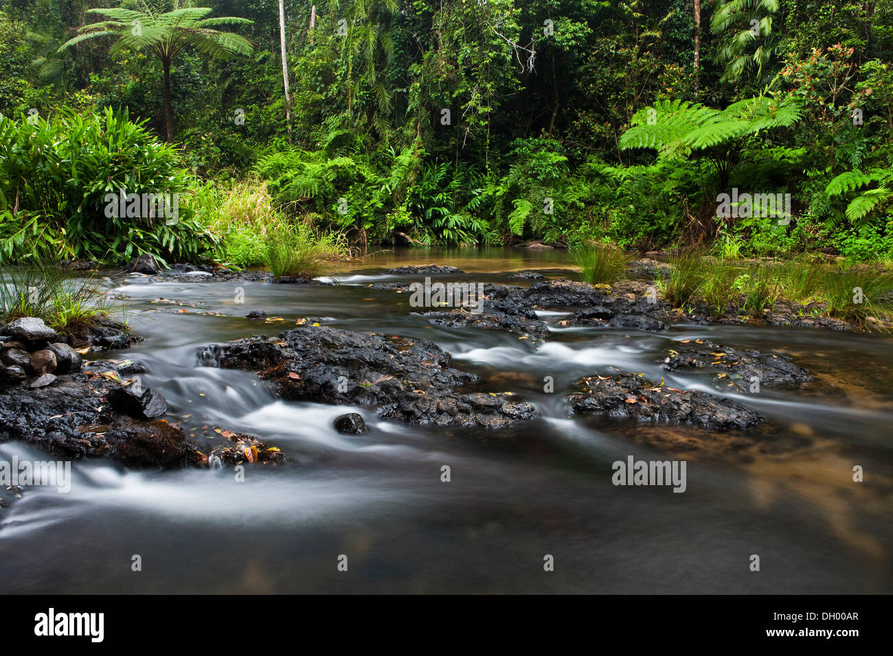 Arroyo en una selva tropical en las mesetas de Atherton, Queensland, Australia Foto de stock