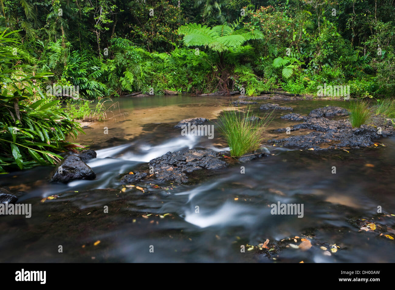 Arroyo en una selva tropical en las mesetas de Atherton, Queensland, Australia Foto de stock