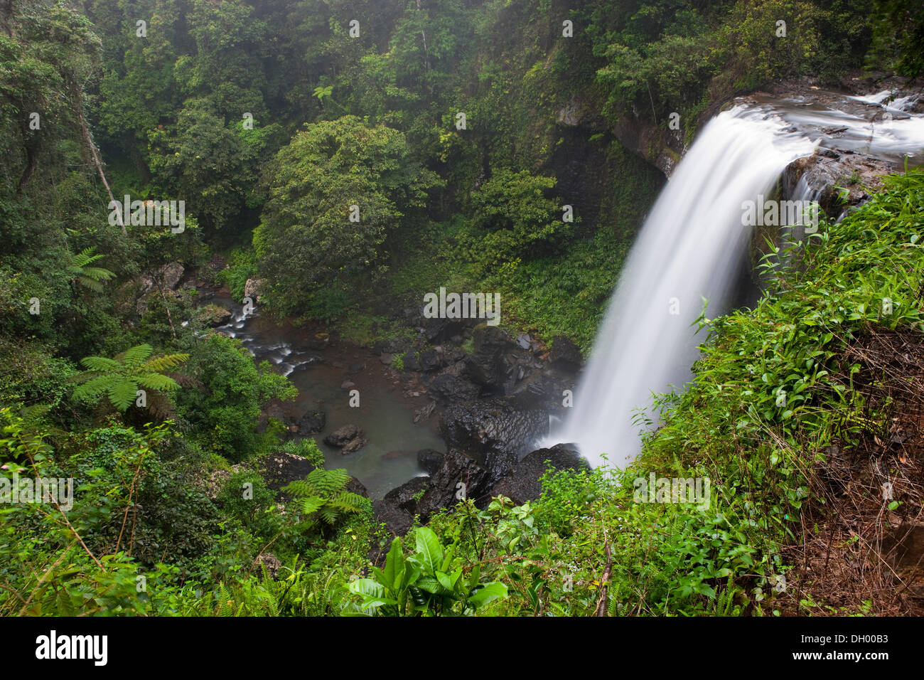 Zillie Falls, Atherton Tablelands, Queensland, Australia Foto de stock