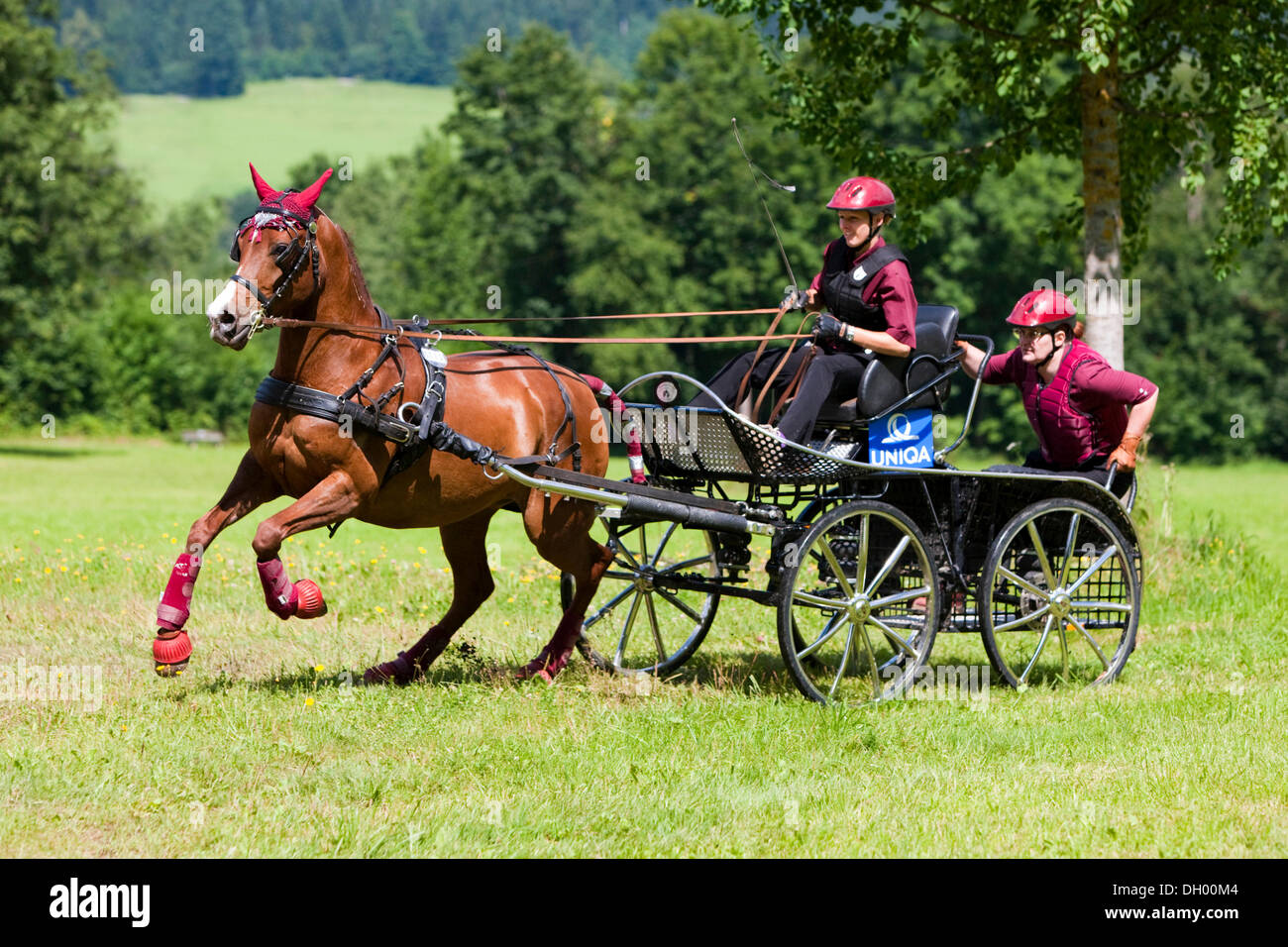 Arabian Horse, Fox, un carruaje de caballos, maratón en un galope en la pradera, en el norte del Tirol, Austria, Europa Foto de stock