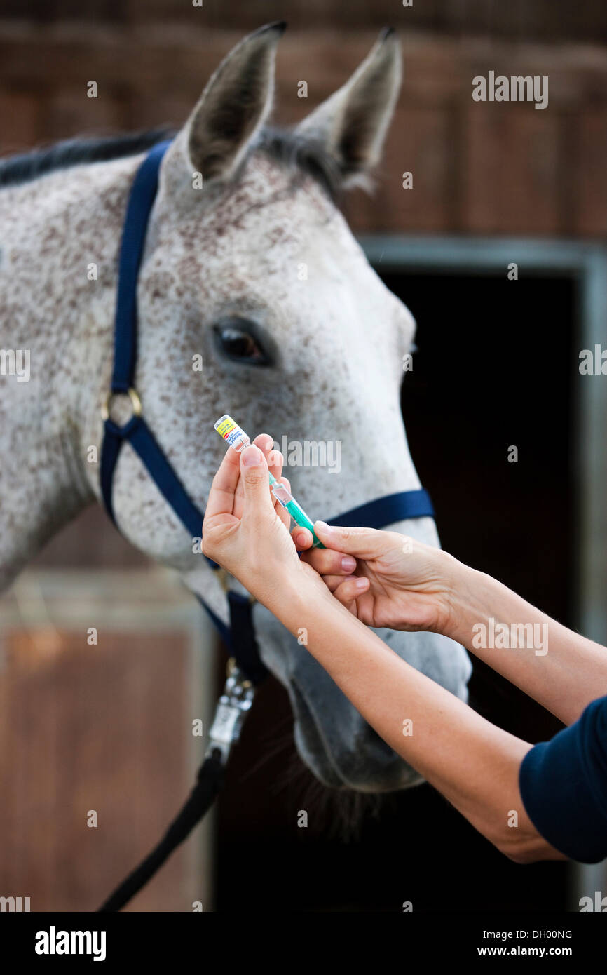 Herpes vacuna para un caballo Warmblood Holsteiner, gris Foto de stock
