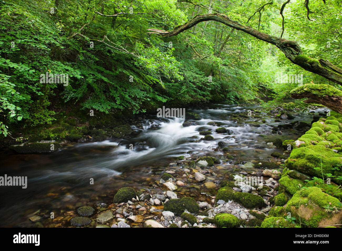 Arroyo en el bosque, Lake District, Inglaterra, Reino Unido Foto de stock