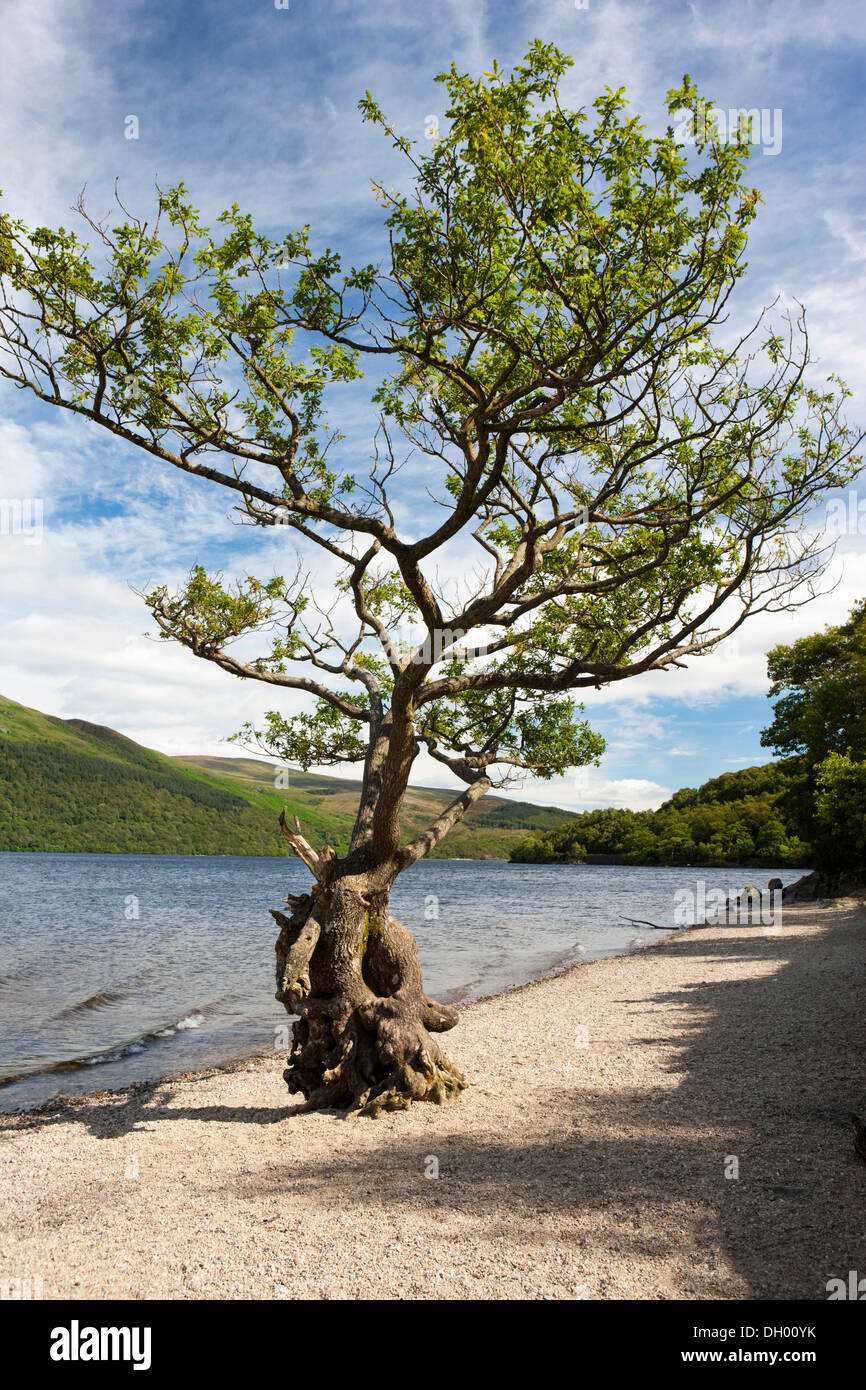 Las nudosas árboles en pie en la orilla, Loch Lomond, Escocia, Reino Unido Foto de stock