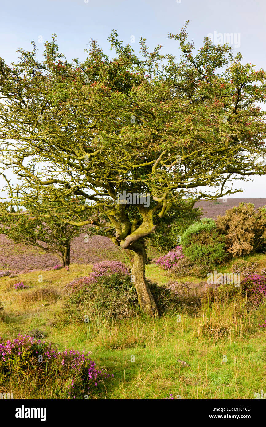 Retorcido árbol en un paisaje de brezo, Parque Nacional de Exmoor, Somerset, Inglaterra, Reino Unido Foto de stock