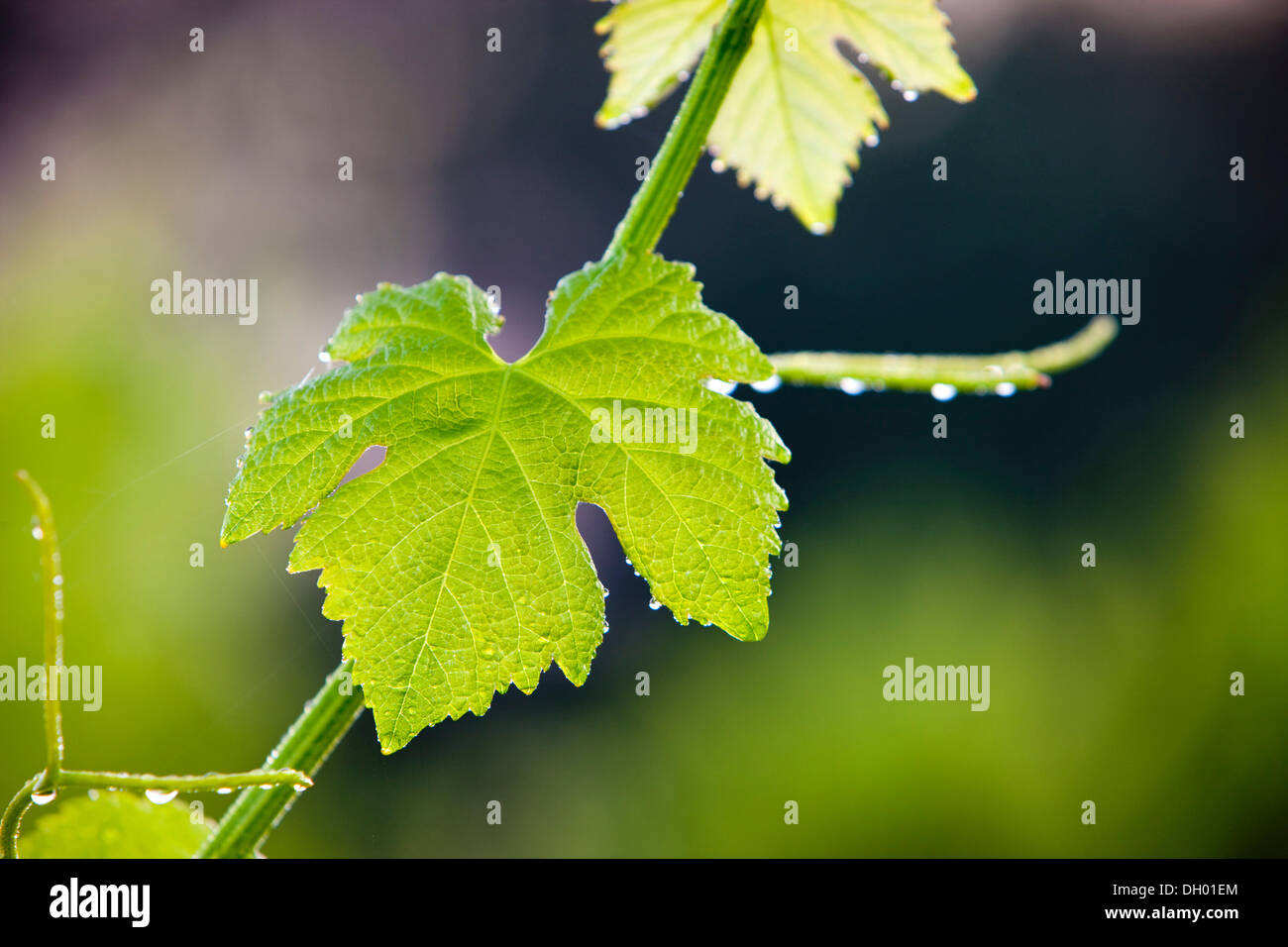 Comunes de vid (Vitis vinifera), hilo y leaf, Alpes-de-Haute-Provence, Francia Foto de stock