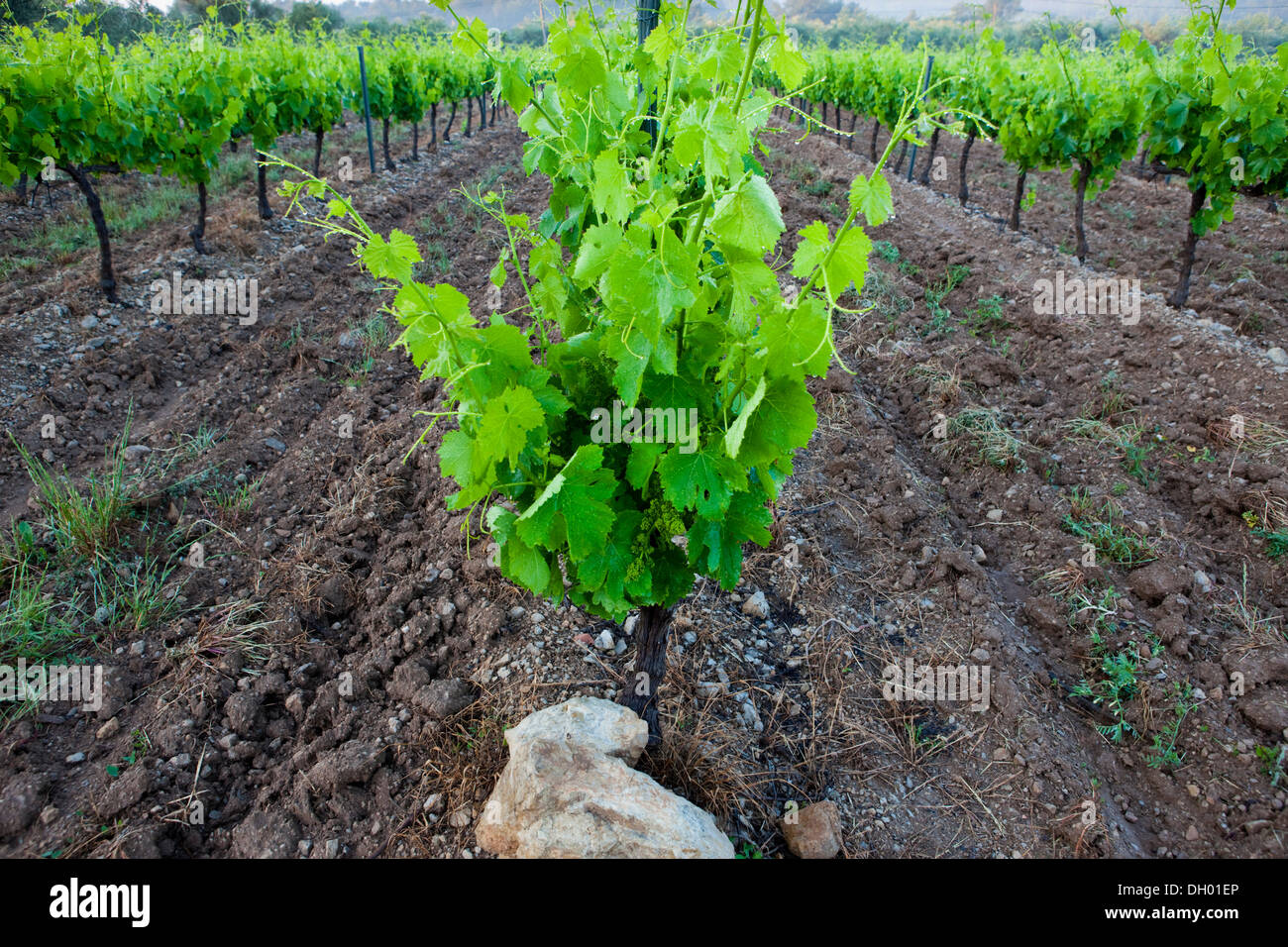 Comunes de vid (Vitis vinifera), vides, Alpes-de-Haute-Provence, Francia Foto de stock