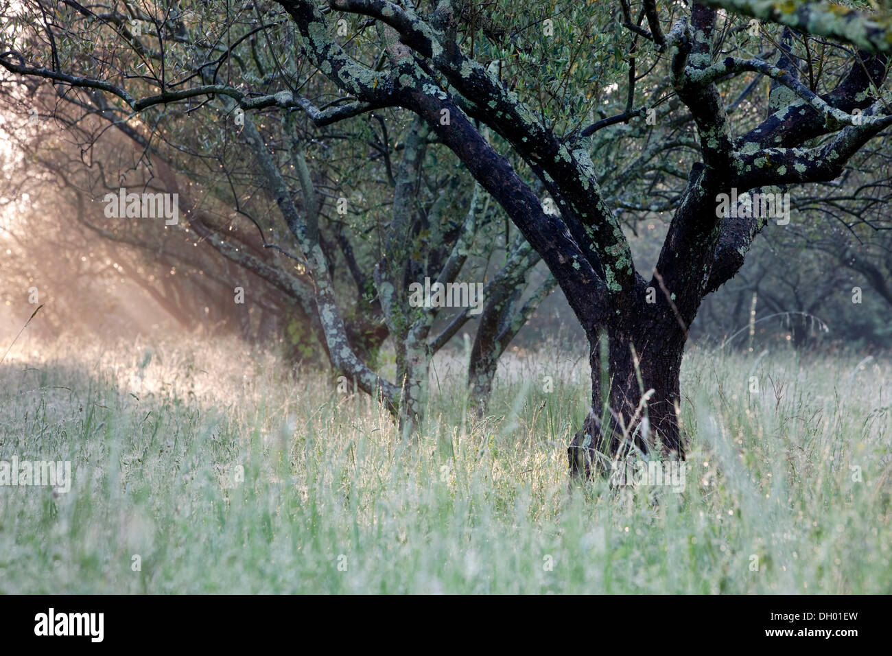 Olivar, olivos (Olea europaea), Alpes-de-Haute-Provence, Francia Foto de stock
