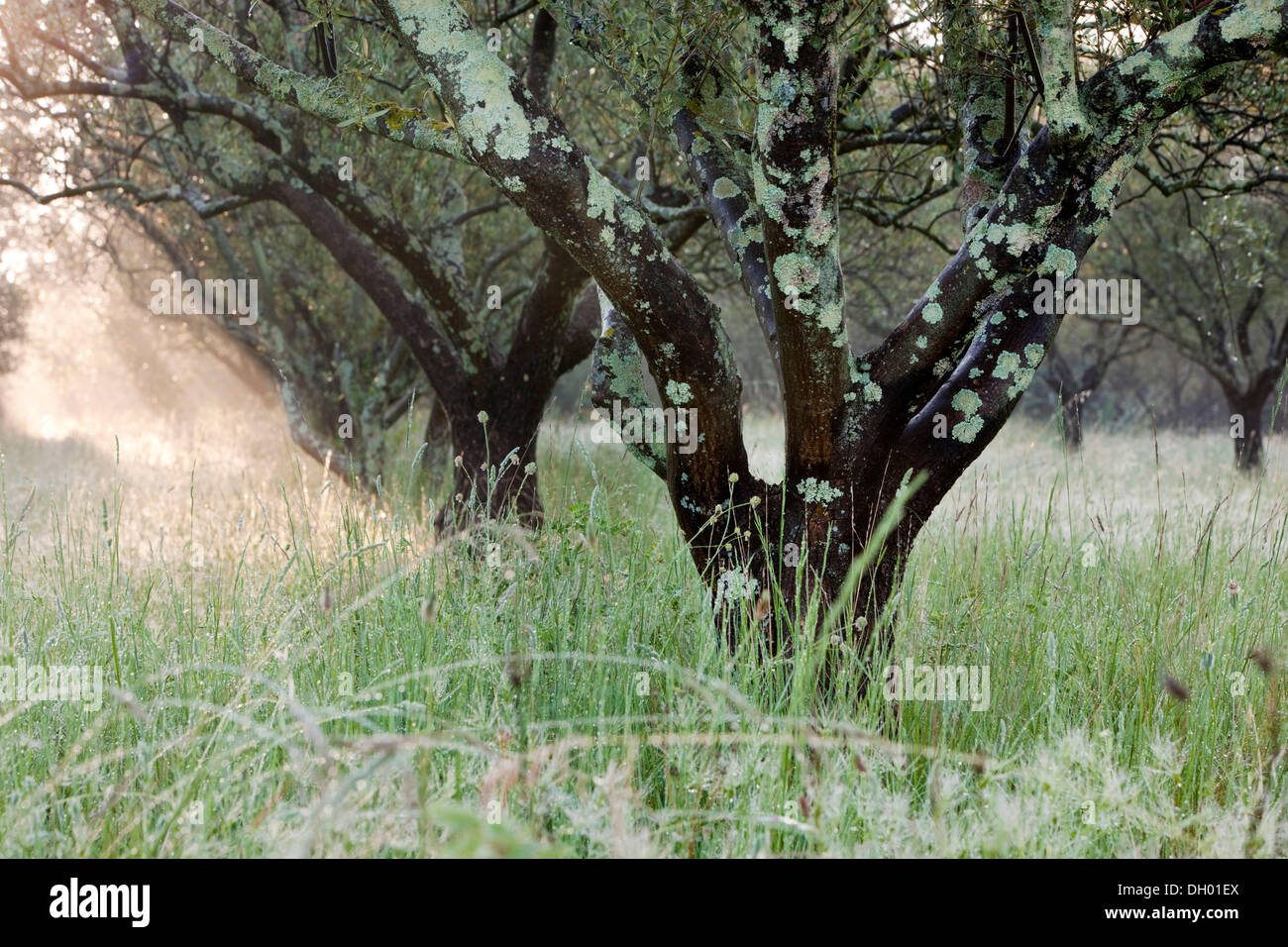 Olivar, olivos (Olea europaea), Alpes-de-Haute-Provence, Francia Foto de stock