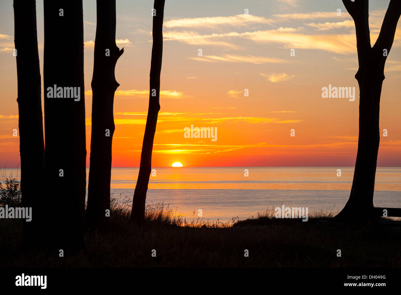 Puesta de sol en el bosque de fantasmas a lo largo de los acantilados costeros, Nienhagen, Mecklemburgo-Pomerania Occidental, Alemania Foto de stock