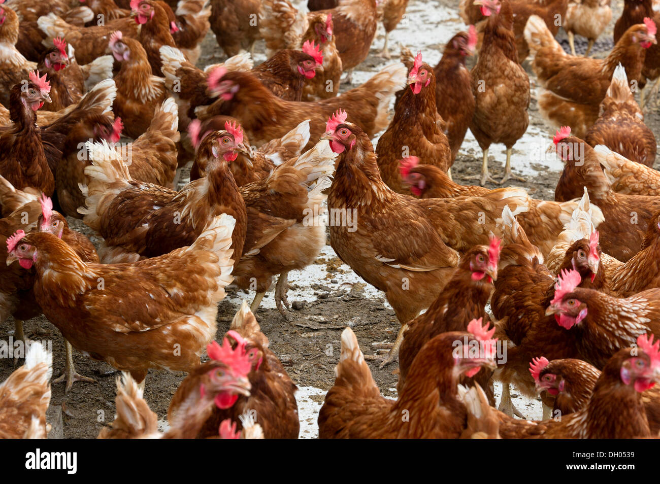 Pollos de granja, granja avícola, Marklkofen Eberl, Baja Baviera, Baviera, PublicGround Foto de stock