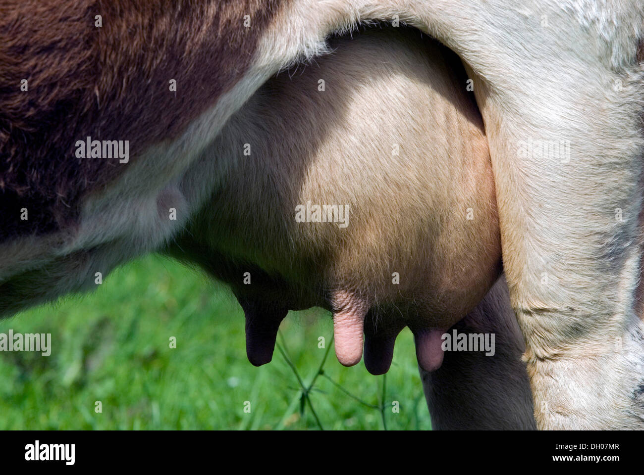 La ubre de una vaca, Eng-Alm Karwendel, Montañas, Tirol, Austria, Europa Foto de stock