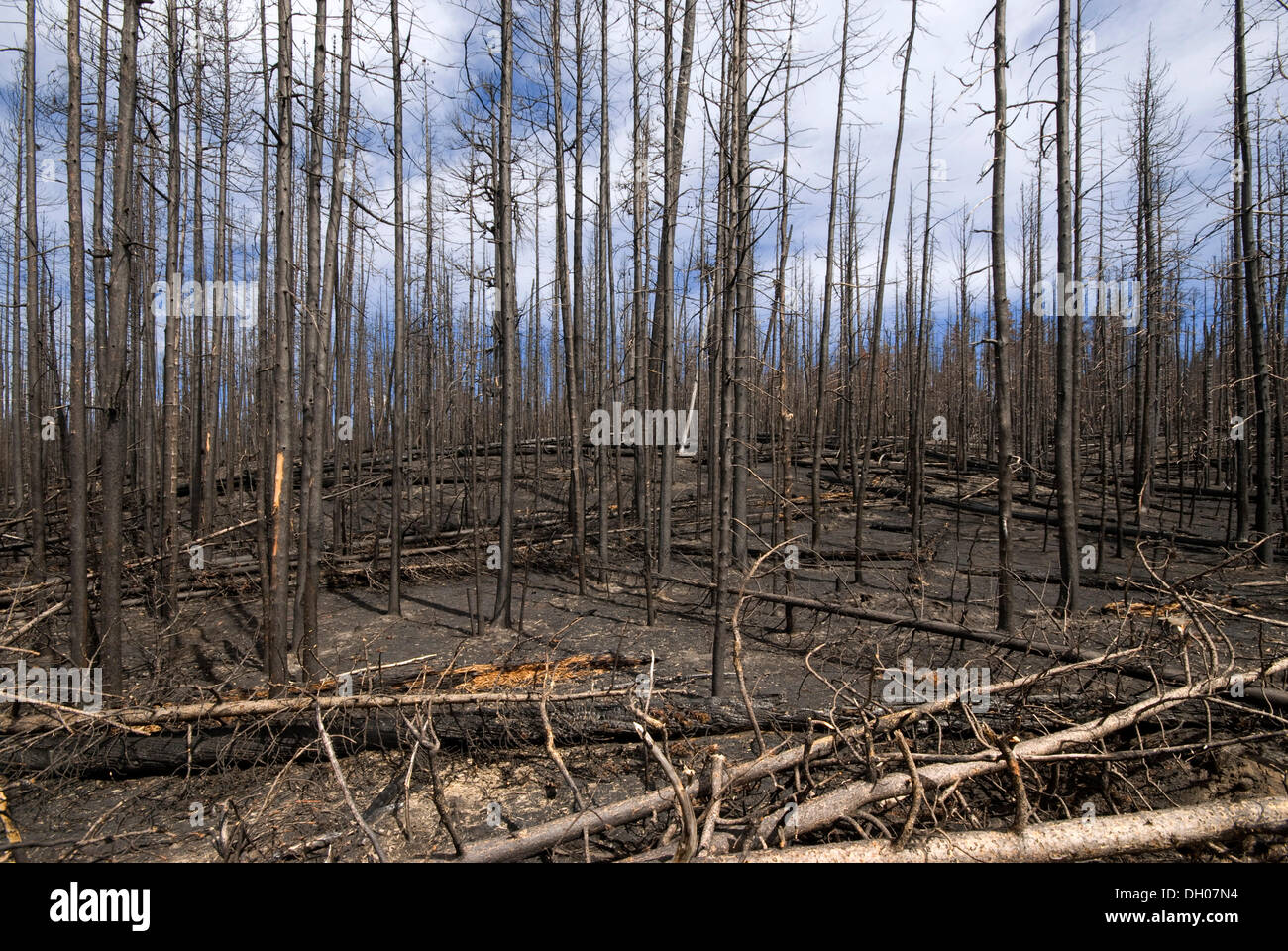 Los bosques quemados, el Parque Nacional Yellowstone, Wyoming, Estados Unidos, América del Norte Foto de stock