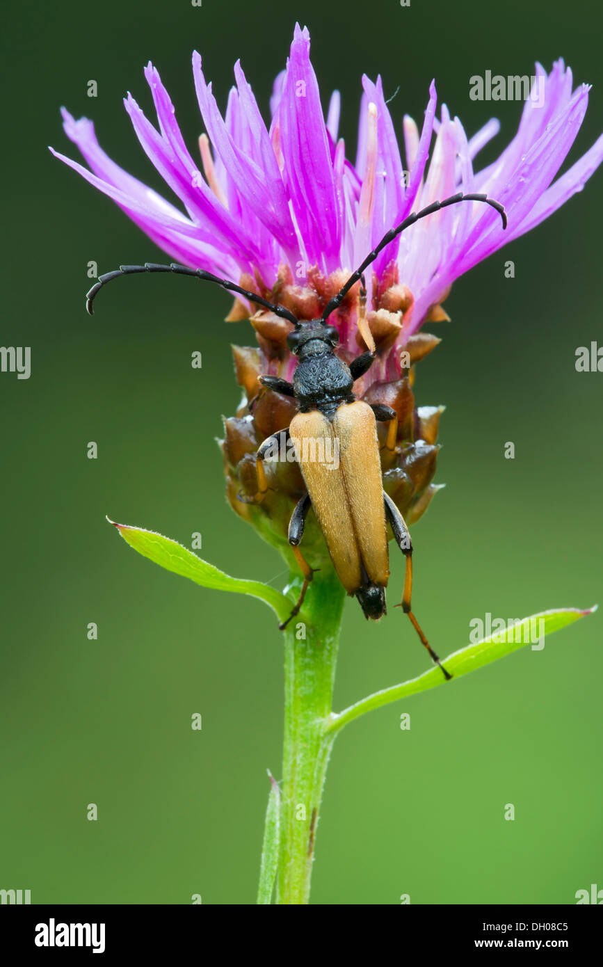 Escarabajo de cuernos largos (Leptura rubra), macho, Hopfgarten, Tirol, Austria, Europa Foto de stock