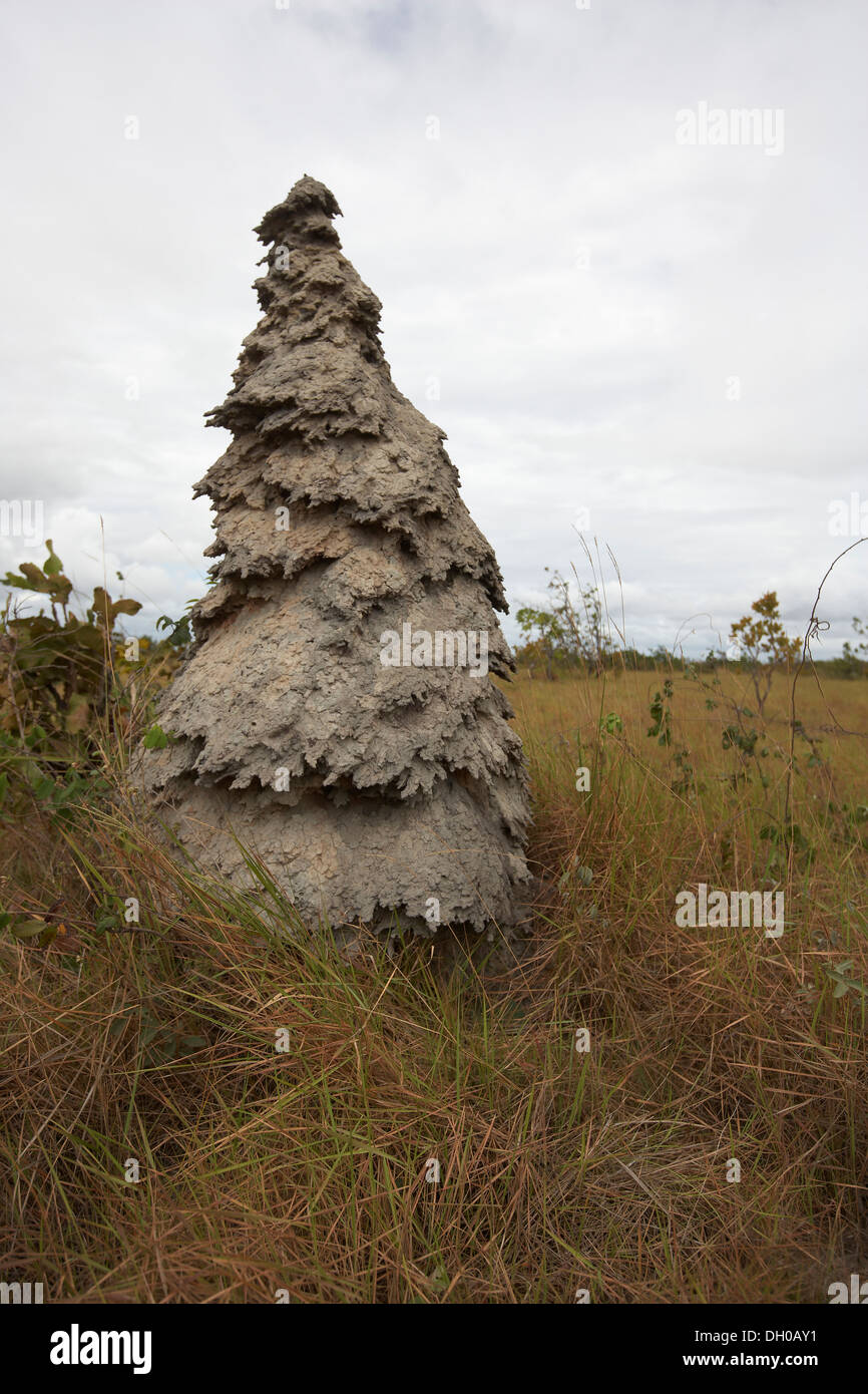 Termitero, pastizales de sabana, Guyana, Sudamérica Foto de stock